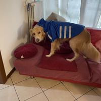 Cane incrocoLabrador di 4 anni