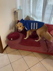 Cane incrocoLabrador di 4 anni