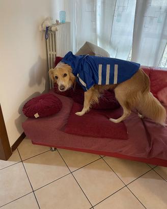 Cane incrocoLabrador di 4 anni