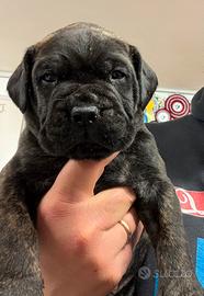 Disponibili cuccioli di Bullmastiff