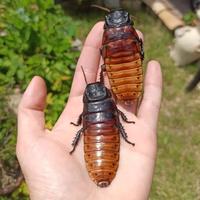 Blatta fischiante del madagascar, Gromphadorhina