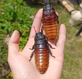 Blatta fischiante del madagascar, Gromphadorhina
