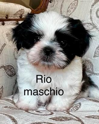Cucciolo di Shih Tzu 3 mesi (Shitzu)