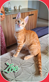 ZOE, angelo dal manto rosso