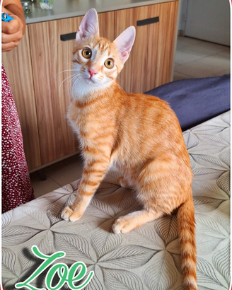 ZOE, angelo dal manto rosso