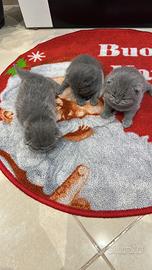 Gattini Scottish Fold