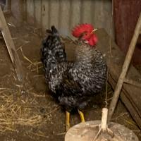 N.2 galli Amrock e Livornese