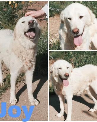 Aprite le sue sbarre pastore taglia grande in adoz