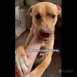 Cane in adozione