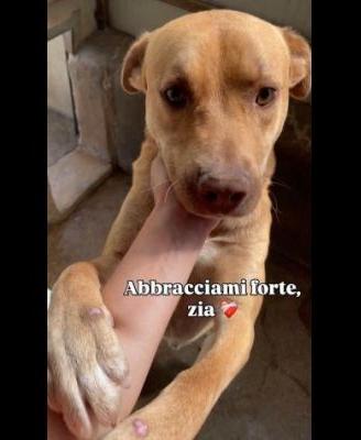 Cane in adozione