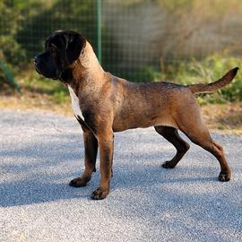 Cane Corso