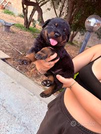Cuccioli Rottweiler