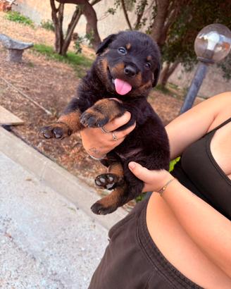 Cuccioli Rottweiler