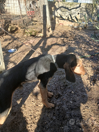 Segugio italiano pelo forte nero focato