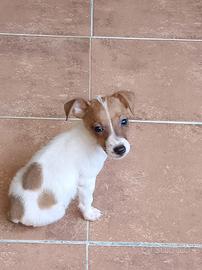 jack Russel cucciola