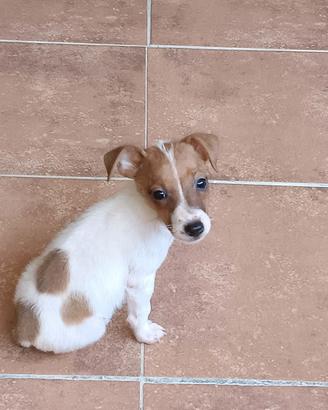 jack Russel cucciola