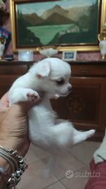 Chihuahua