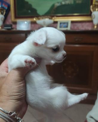 Chihuahua