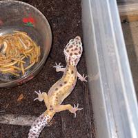 Gechi leopardini baby