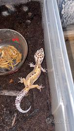 Gechi leopardini baby