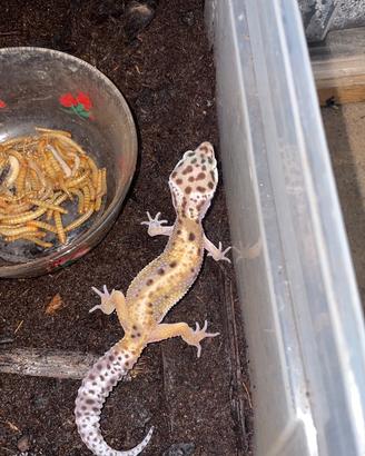 Gechi leopardini baby