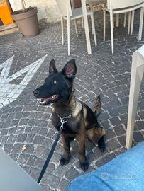 Pastore belga Malinois