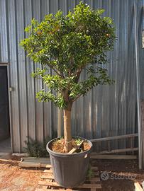 KUMQUAT NAGAMI (mandarino cinese) 