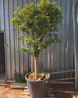 KUMQUAT NAGAMI (mandarino cinese) 