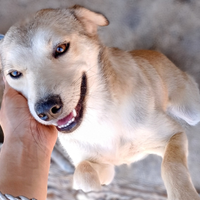 Cucciola di meticcio