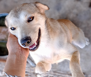 Cucciola di meticcio