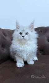 Cuccioli maine coon pedigree anfi