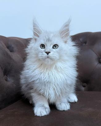 Cuccioli maine coon pedigree anfi