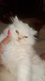 Splendido persiano maschio