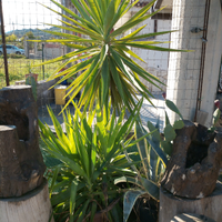 Yucca elephantipes