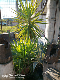 Yucca elephantipes