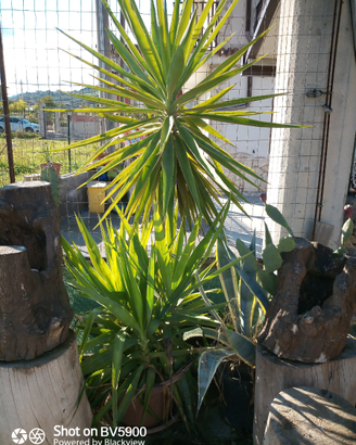 Yucca elephantipes