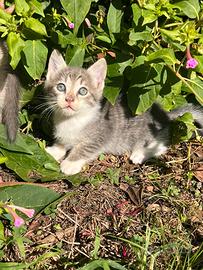 UN GATTINO Di QUASI 2 MESI????