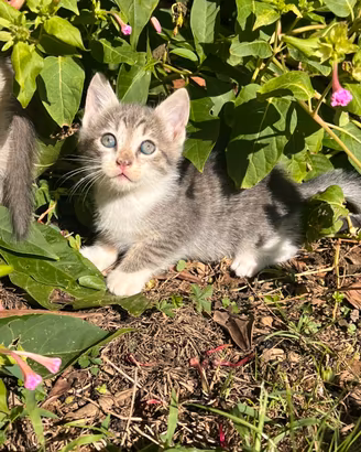 UN GATTINO Di QUASI 2 MESI????