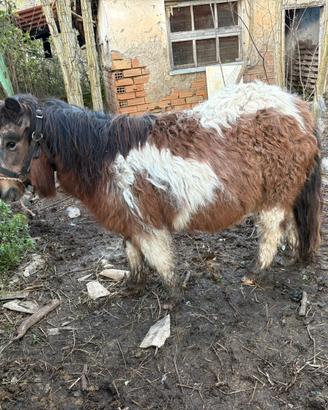 Pony