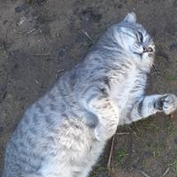 Osly, affettuosissimo micio di 1 anno