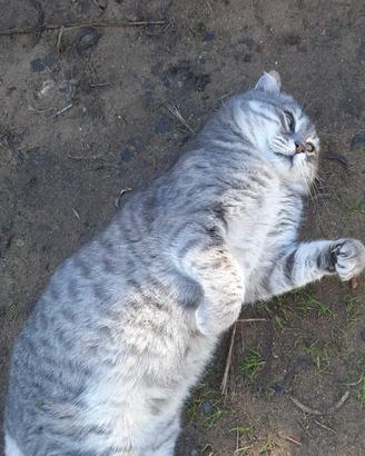 Osly, affettuosissimo micio di 1 anno