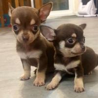 Cuccioli di chihuahua M e F