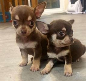 Cuccioli di chihuahua M e F