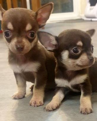 Cuccioli di chihuahua solo M