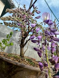 Bonsai di glicine spedizione gratuita