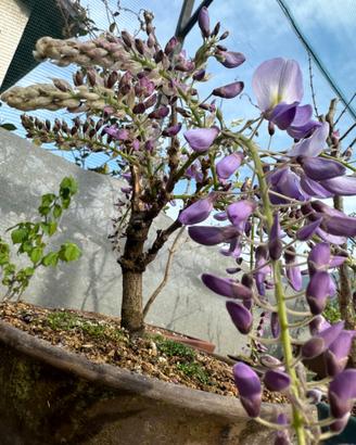 Bonsai di glicine spedizione gratuita