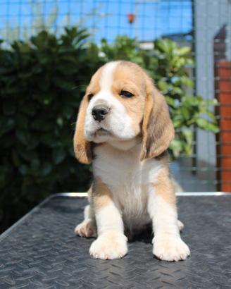 Cucciolo Beagle maschio