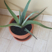 Aloe ed altre piante grasse