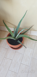 Aloe ed altre piante grasse