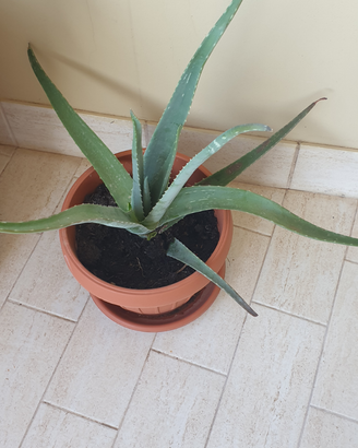 Aloe ed altre piante grasse